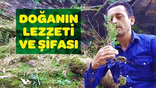 Yenilebilir Otlar - Doğanın Lezzeti ve Şifası - #EvdeKal