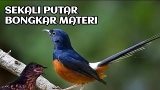 masteran handal murai batu super medan