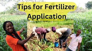 methods of fertilizer application for high yield in maize farming| tips and tricks to apply in Ghana screenshot 4
