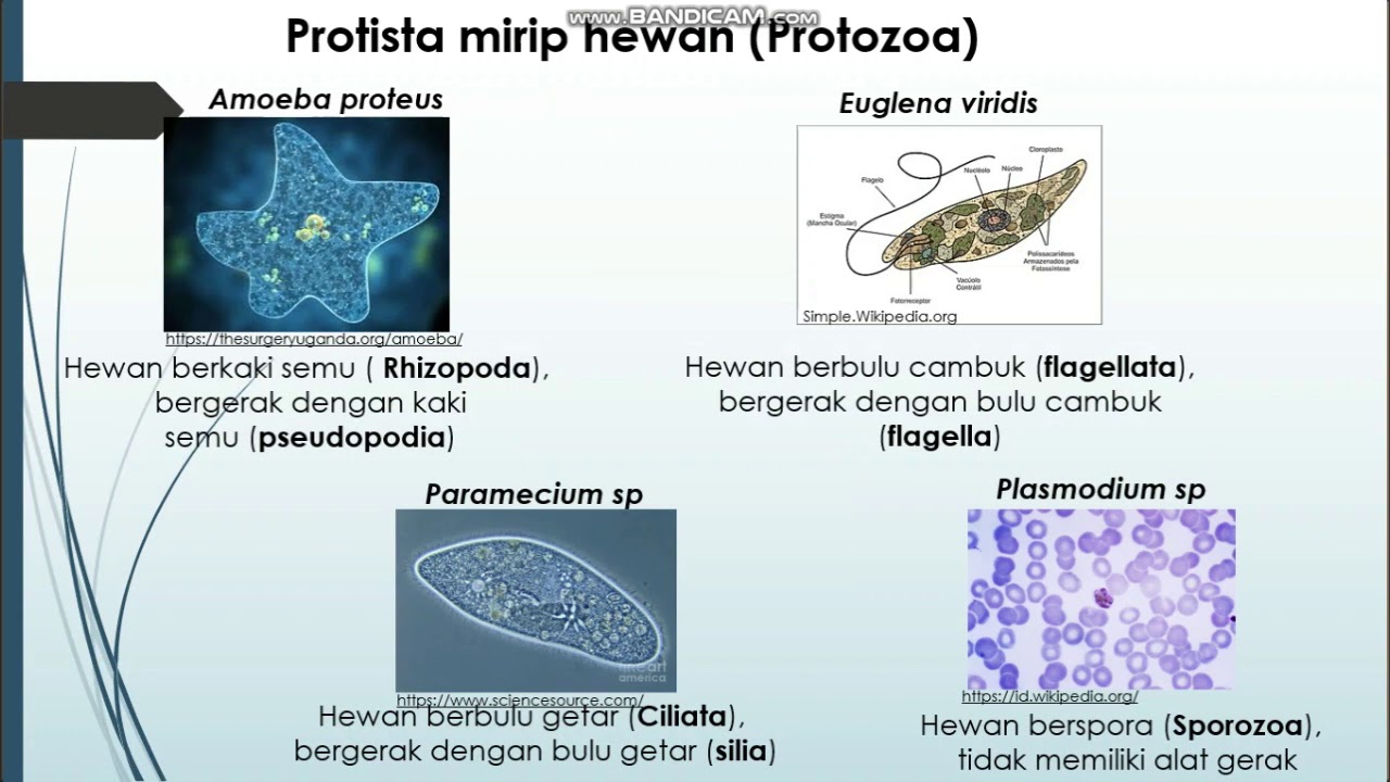 kingdom monera dan kingdom protista