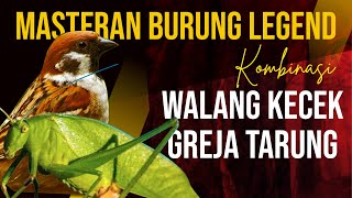 Download Lagu Masteran Burung Legend Kombinasi walang kecek dan Gereja Tarung MP3 Download Lagu Masteran Burung Legend Kombinasi walang kecek dan Gereja Tarung MP3