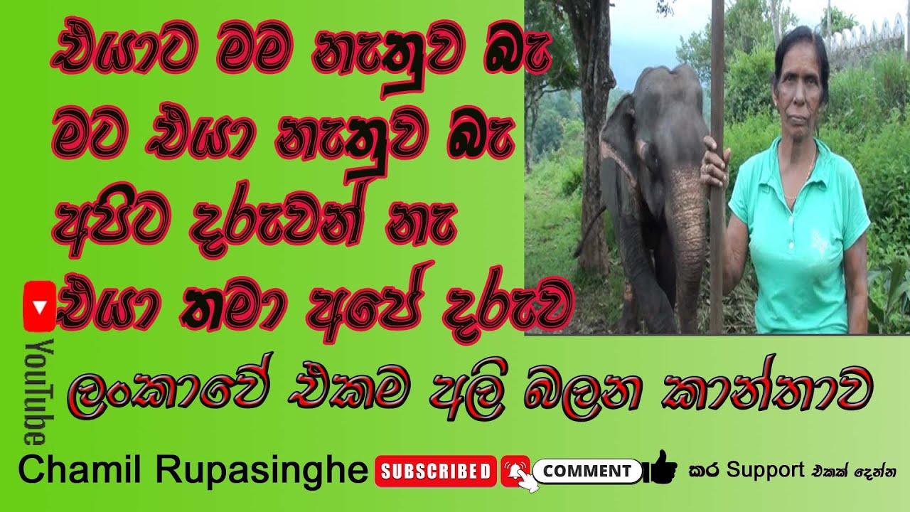 අලියෙකු බලාගත් ලංකාවේ එකම කාන්තාව මට එයා නැතුව බැ එයාට මම නැතුව බැ ඥානවති කියයි_ elephant woman