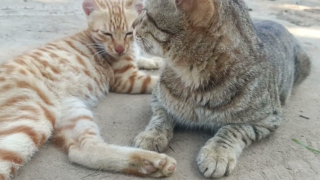 This is a unique love between a mother and son, they always live together. #vlog#long#villager#trend