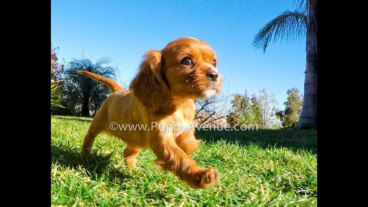 Ruby Red Cavalier King Charles Female Puppy For Sale San Diego Ca