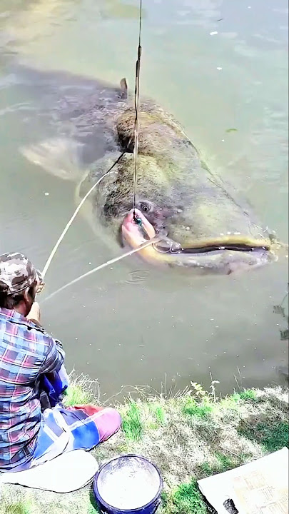 MAKE A SENSATION‼️Fishing in the river caught a giant catfish. #fishing #bigfish #shorts