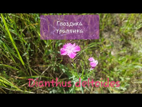 Гвоздика травянка в