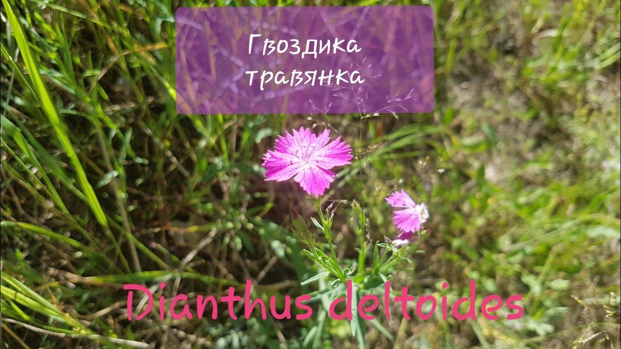 Гвоздика травянка в сосновом лесу - описание растения. - YouTube