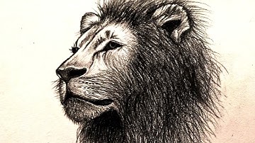 How to Draw a Realistic Lion Head Step by Step | Animals Drawing