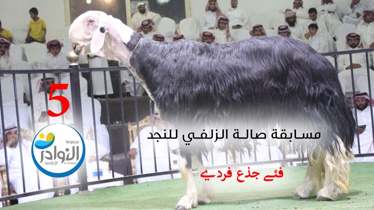 مسابقة صالة الزلفي للنجد عام 1445هجري (5)