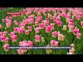 В Никитском ботаническом саду выбрали Генерала парада тюльпанов
