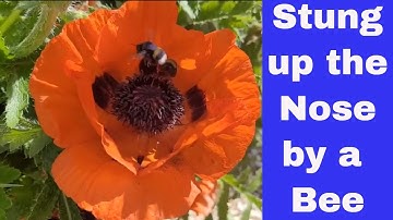 Bumblebees in our Birdbox