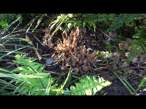Video: Dela ormbunksväxter - Vilken är den bästa tiden att dela ormbunkar