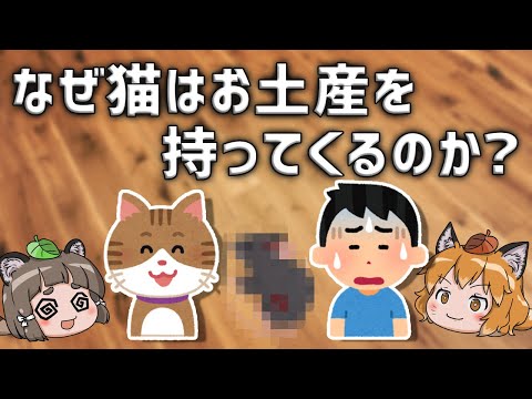 【やめて】なぜネコは飼い主にお土産を持ってくるのか?【外飼いの闇】