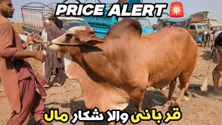 Karachi Bhains Colony Mandi Latest Rates &amp; Bargaining | 20-4-2026 | Animal Vlog Pakistan 