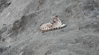 Wild Snow Leopard relaxing.