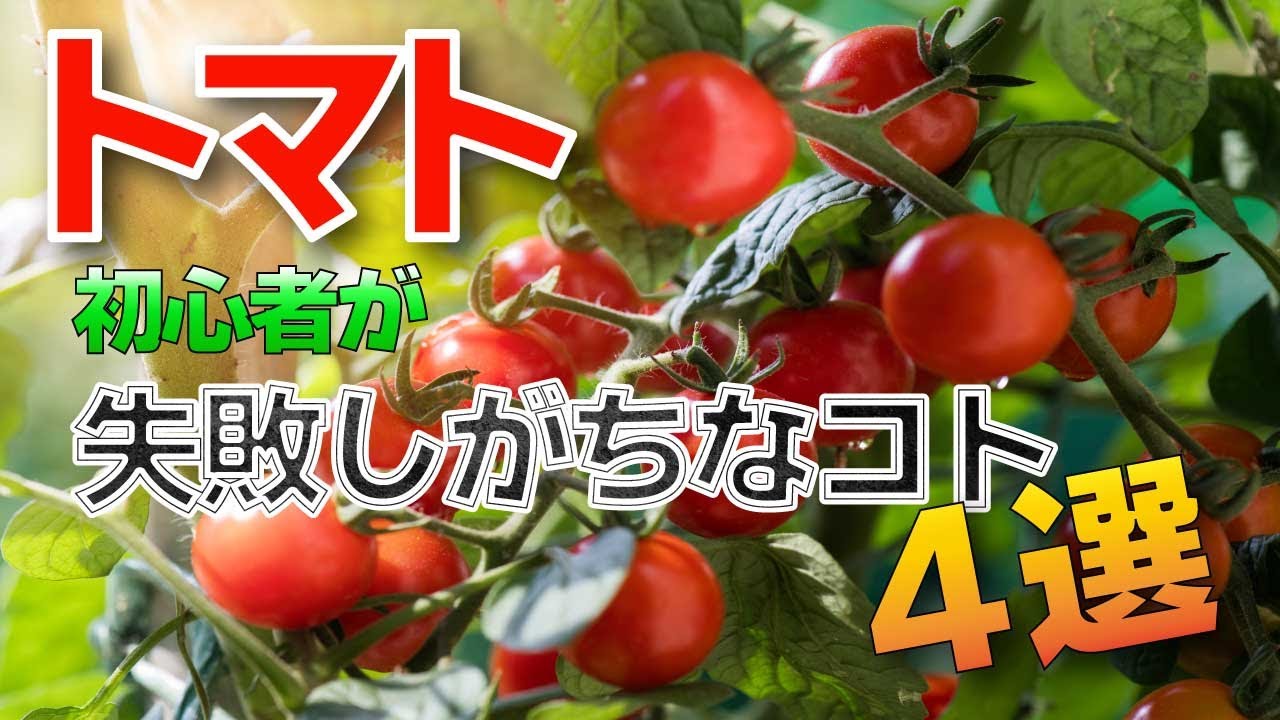 トマト栽培 初心者が失敗しがちな4つのコト 家庭菜園 水やり 追肥 脇芽かき 摘心 フルティカ Youtube