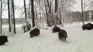 Wild boar in winter Bialowieza forest #cameratraps