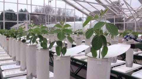 GlyPh: a low-cost platform for phenotyping plant growth and water use