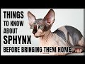 Things to Know about Sphynx Cat の動画、YouTube動画。