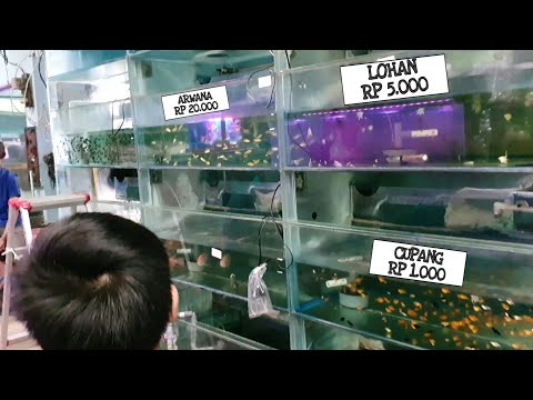 Video: Tempat Jual Ikan