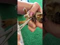 Botfly removal from baby bunny