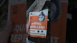 Natural Squirrel Repellent