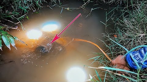 Cắm Câu Cá Lóc Vùng Láng Chà Mùa Này Toàn Cá Ngon | snakehead fishing