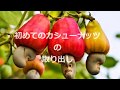 カシューナッツ の動画、YouTube動画。