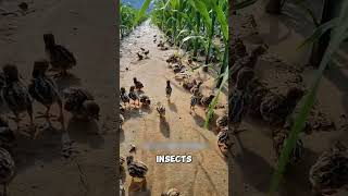 Nature Beats Chemicals in Farming 🐦 #shorts #shortvideo