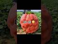 Your STRAWBERRY if you… #strawberry #blowup #viral