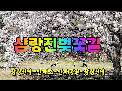 삼랑진벚꽃길, 안태공원벚꽃