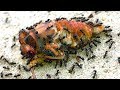 Cicadas Most Dangerous Life Death & Rescue Educational Nature Video