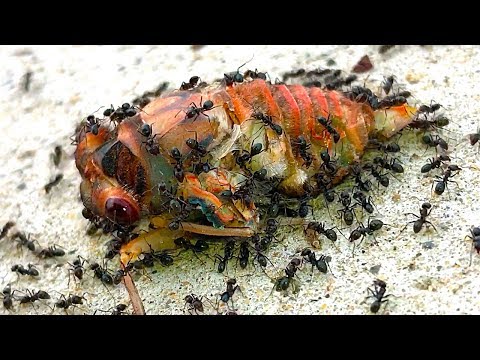 Cicadas Most Dangerous Life Death & Rescue Educational Nature Video