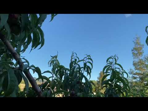 Video: Plantarea Nectarinei: Cum Să Plantați în Mod Corespunzător Un Răsad Primăvara și Toamna Pe Teren Deschis în Belarus și Regiunea Moscovei? Îngrijirea Copacului