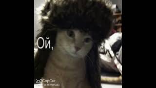 Russian  🇷🇺  cat meme 