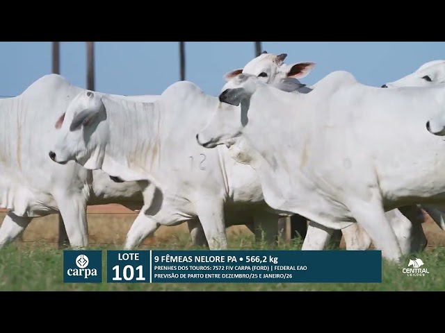 46º Mega Leilão Anual Carpa | LOTE 101