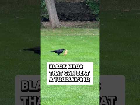 Crows Are Smarter Than Elementary Kids Shorts Wildlife Usa