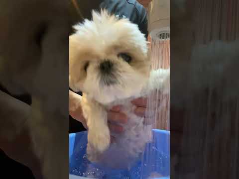 風呂ずし #dog #シーズー