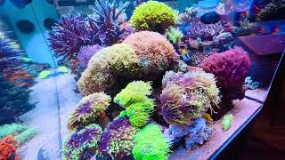 MidnightReef is eighteenth months old 250 gallon saltwater aquarium