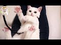 仰向けの子猫と遊ぼう！