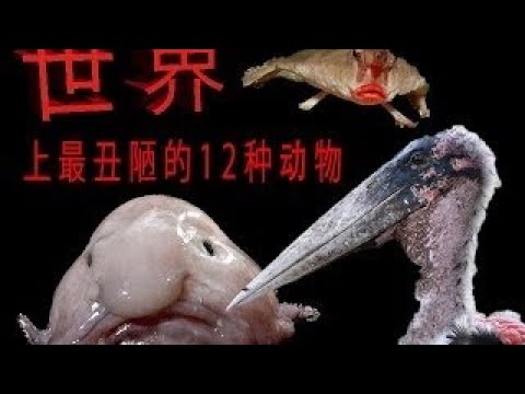 世界上最丑陋的12种动物，已经丑哭了 The Ugly Animals