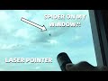 Spider chasing laser pointer