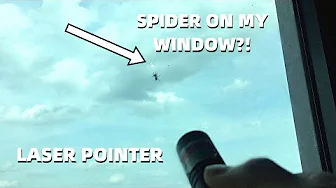 Spider chasing laser pointer