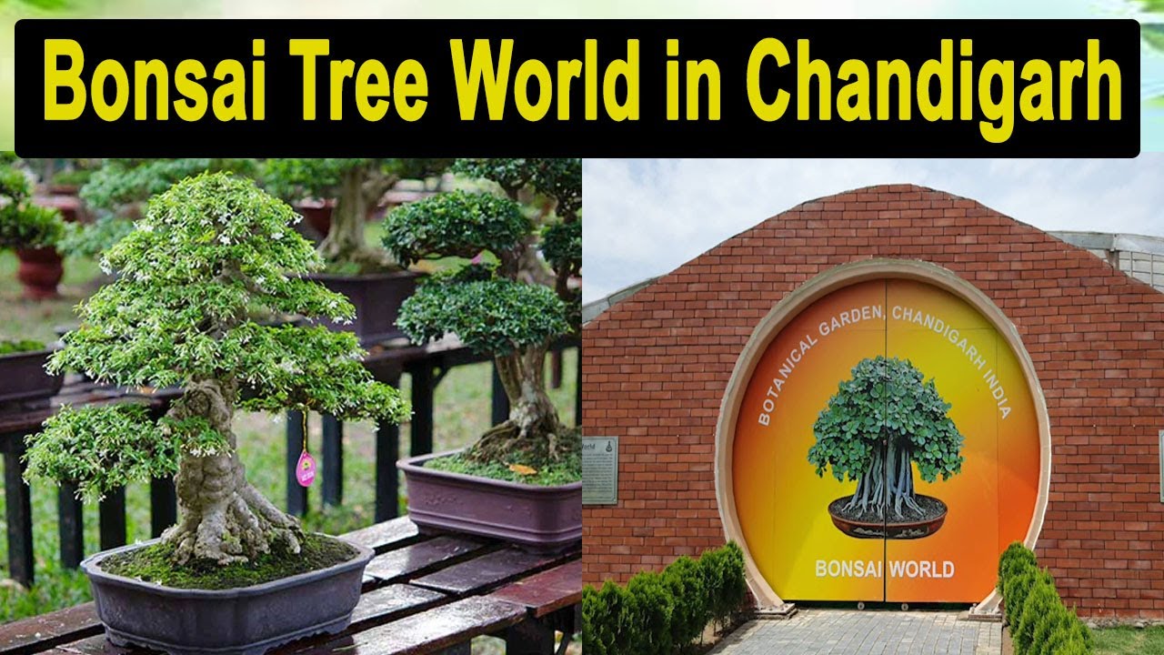 Most beautiful bonsai in the world bonsai trees for beginners