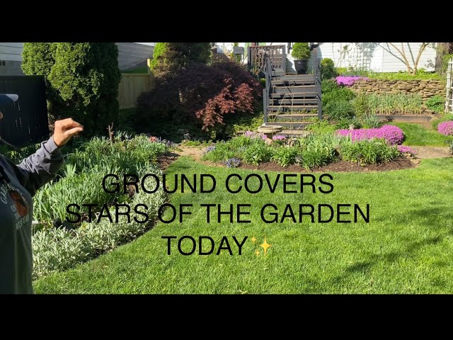 GROUND COVER BLOOMS IN THE SPRING ARE THE STARS OF THE GARDEN✨✨✨ class=