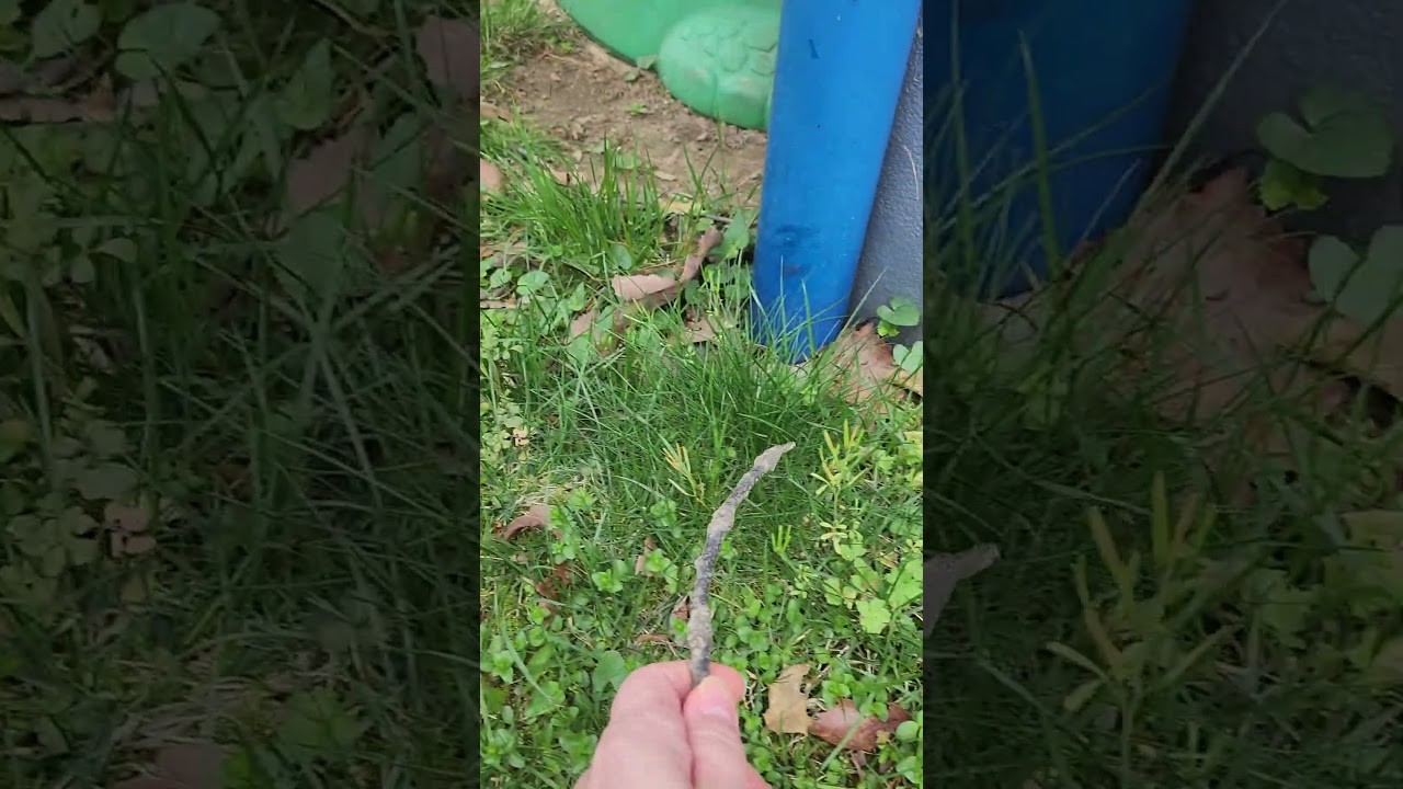 Bittercress popping seed plant