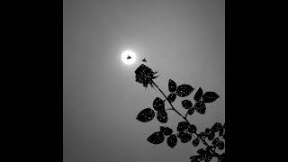 [FREE] Cheromani x Cayo Banks Type Beat \