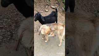 Dog  goat تزاوج كلب الماعز#love #animal #dog #nature #pets #goat #trending#breeding#perros