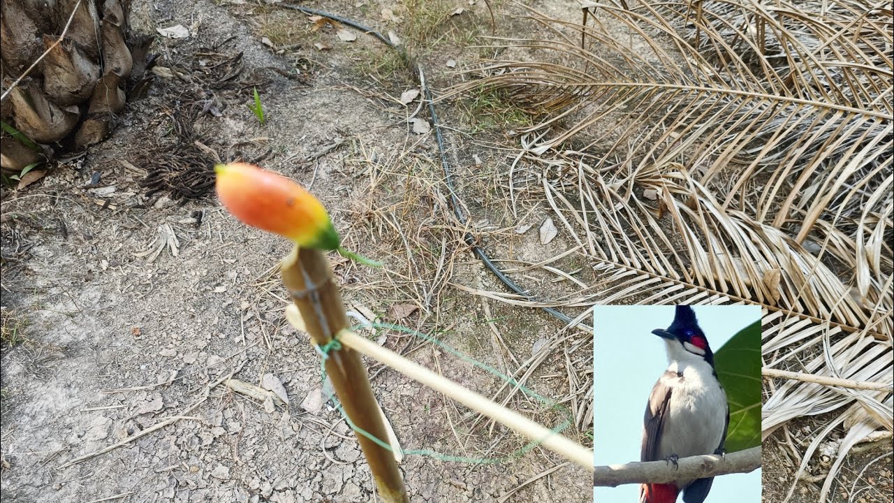 สุดยอดกับดักนก