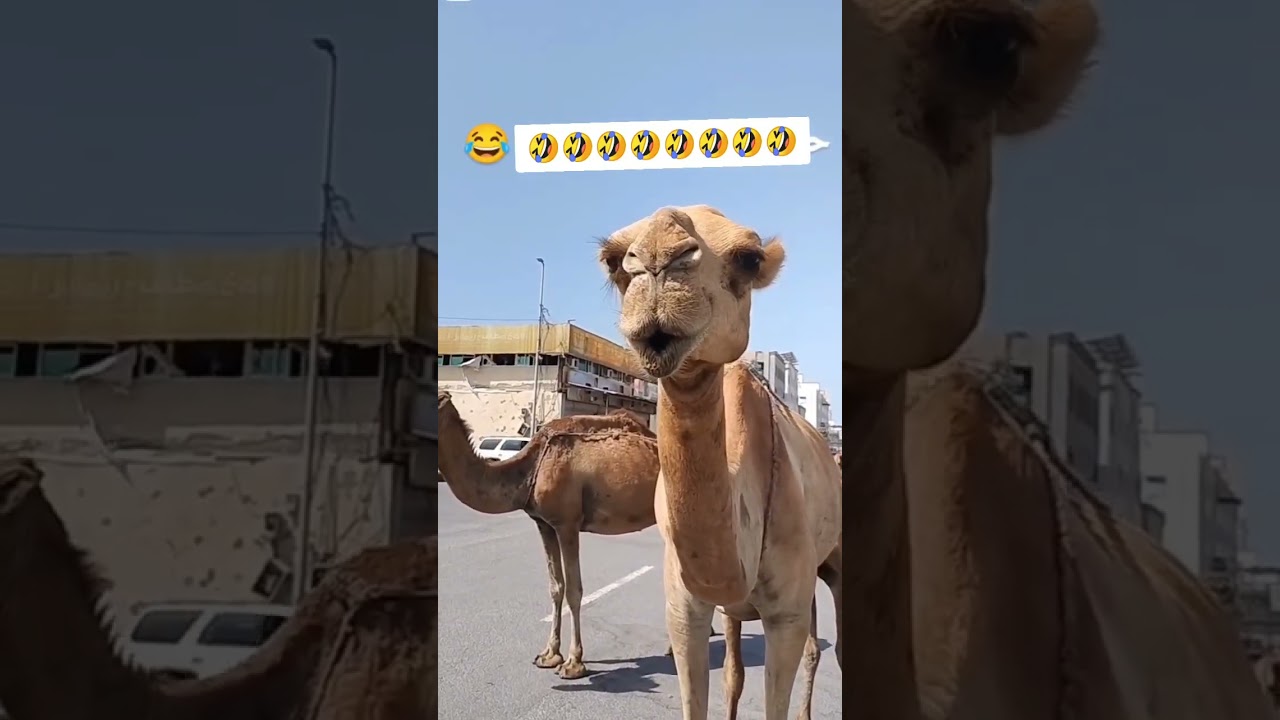 Camel is in happy mood 